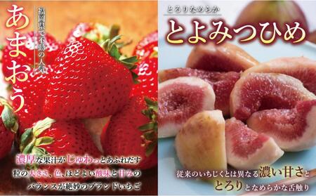 福岡フルーツ定期便A (あまおう・とよみつひめ・甘うぃ・秋王)【全4回】