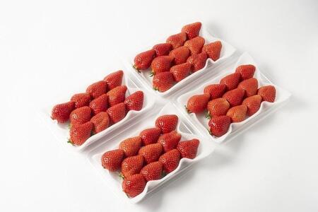 【2026年3月出荷予定】完熟 あまおう イチゴ 280g×4パック(約1120g)<配送不可:北海道、沖縄県、離島>