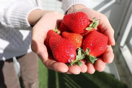 【2026年3月出荷予定】完熟 あまおう イチゴ 280g×4パック(約1120g)<配送不可:北海道、沖縄県、離島>