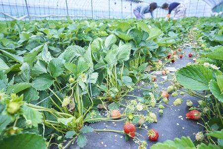 【2026年1月~3月出荷予定】完熟 大粒 あまおう イチゴ 280g×2パック(約560g)<配送不可:北海道、沖縄県、離島>