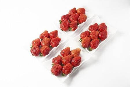 【12月中旬以降出荷予定】完熟 大粒 あまおう イチゴ 280g×4パック(約1120g)<配送不可:北海道、沖縄県、離島>