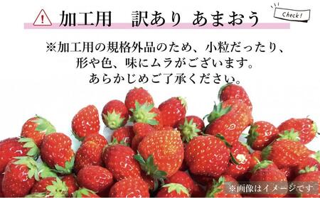 【2026年5月以降順次発送】訳あり加工用あまおういちご バラ詰め福岡県産 たっぷり約1.7kg＜配送不可：北海道、沖縄県、離島＞