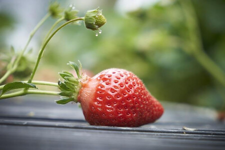 【2026年1月～2月出荷予定】完熟 あまおう イチゴ 350g×4パック(約1400g)＜配送不可：北海道、沖縄県、離島＞