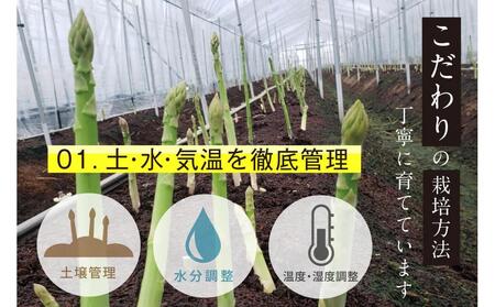 【朝採り直送】春芽アスパラガス 1kg (L-Mサイズ) 福岡県産 2026年