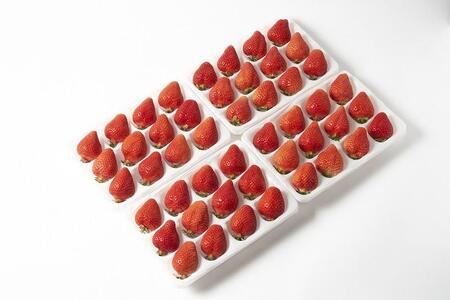 【12月中旬以降出荷予定】完熟 あまおう イチゴ 350g×4パック(約1400g)<配送不可:北海道、沖縄県、離島>