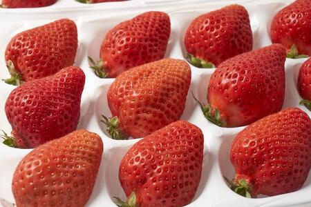 【12月中旬以降出荷予定】完熟 あまおう イチゴ 350g×4パック(約1400g)<配送不可:北海道、沖縄県、離島>