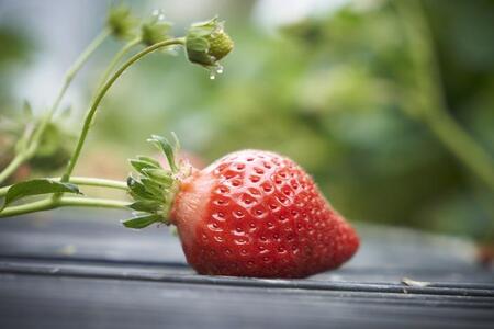 【12月中旬以降出荷予定】完熟 あまおう イチゴ 350g×4パック(約1400g)<配送不可:北海道、沖縄県、離島>