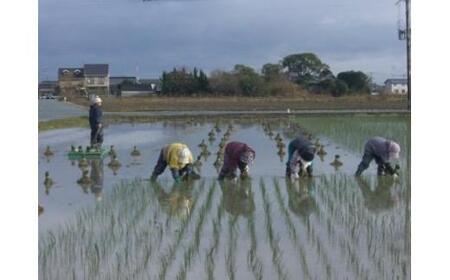 い草敷物 三条 グリーン 2畳サイズ | 福岡県大川市 | ふるさと納税サイト「ふるなび」