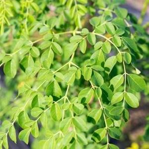 福岡県大川市産 モリンガ 100% パウダー (100g) 粉末 サプリメント