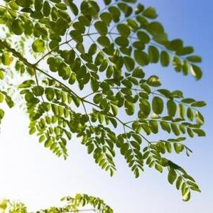 福岡県大川市産 モリンガ 100％ パウダー (200g) 粉末 サプリメント