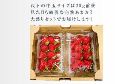 【2026年1月～4月出荷分予約販売】武下さんちのあまおう 中玉盛り合わせ1000g（500g×2パック）