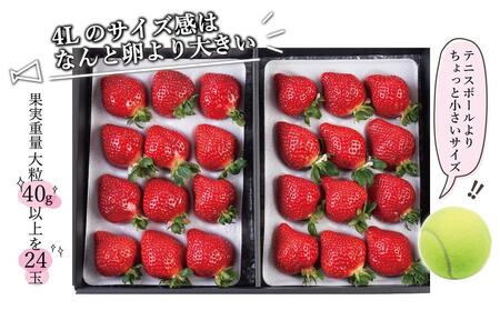 【2026年1月~4月出荷分予約販売】まるで宝石!希少な大粒サイズを2倍の量で!「完熟あまおう」4Lサイズ900g入り