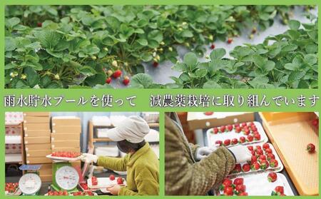 【2026年1月～4月出荷分予約販売】まるで宝石！希少な大粒サイズ！「完熟あまおう」4Lサイズ450g入り