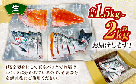 本鱒（サクラマス）船上活〆1本姿切り身【生】（1尾分1.5kg～2kg） ｜ サクラマス