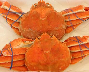 「訳あり」オオズワイガニボイル　2尾　合計約900g ｜ ズワイガニ