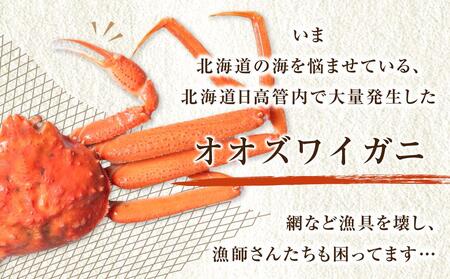 「訳あり」オオズワイガニボイル　2尾　合計約900g ｜ ズワイガニ