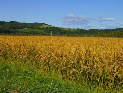 【R7年産】北海道産特別栽培米 アポイ米（ななつぼし）10kg（5kg×2袋）