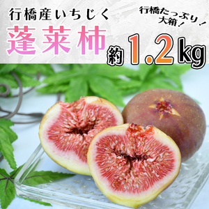 AO-015_行橋産いちじく（蓬莱柿） 箱大 約 1.2kg