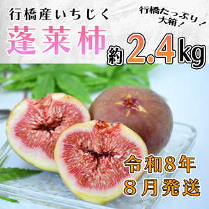 AO-024_【予約・令和８年夏発送】行橋産いちじく（蓬莱柿）約2.4kg （箱大 約 1.2kg ×2箱）