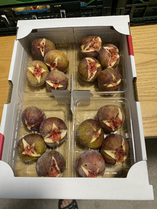 AO-024_【予約・令和８年夏発送】行橋産いちじく（蓬莱柿）約2.4kg （箱大 約 1.2kg ×2箱）