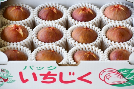 AO-025_【予約・令和８年夏発送】行橋産いちじく（蓬莱柿）贈答用　1箱