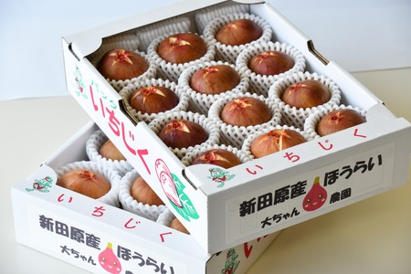 AO-026_【予約・令和8年夏発送】行橋産いちじく(蓬莱柿)贈答用 2箱