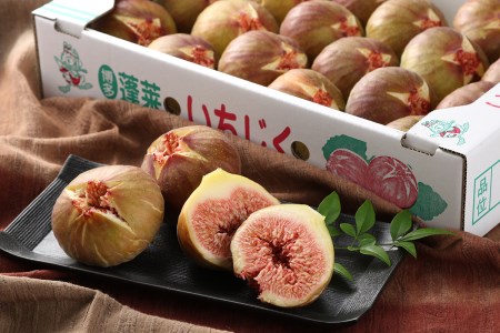 BQ-012 【露地栽培】箱いっぱい!お腹いっぱい!たっぷりいちじく(期間限定)