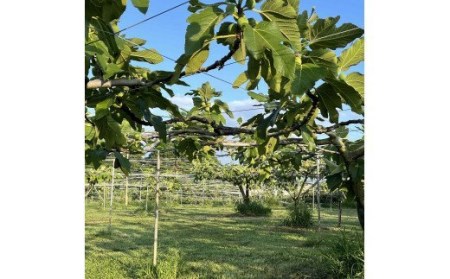 AO-001_【予約・令和８年夏発送】冷凍いちじく1.5kg