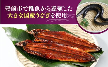 国産うなぎ蒲焼 大5尾 800g[VAD004] 鰻 鰻