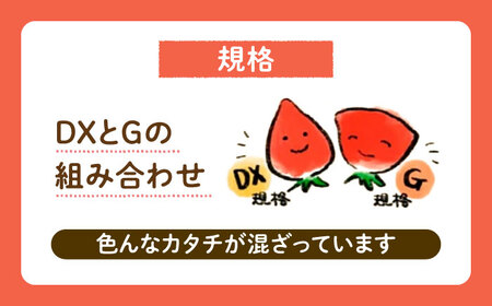 【2026年1月下旬～4月中旬発送】ココロファームの濃厚あまおう 285g×2P《豊前市》 いちご あまおう 果物 【※北海度・沖縄および離島への配送不可】[VAE007]