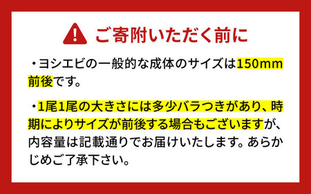 【先行予約】幻のヨシエビ 計800g【2024年12月以降順次発送】  《豊前市》【豊築漁業協同組合】 エビ えび 海老 蝦 [VAG012]