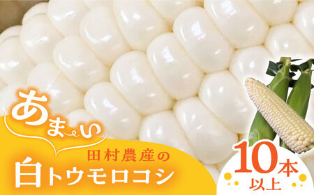 【先行予約】田村農産の白トウモロコシ 10?12本入り（2026年6月中旬以降順次発送）【田村農産】《豊前市》野菜 とうもろこし スイートコーン [VBE001]