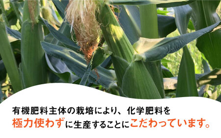 【先行予約】田村農産の白トウモロコシ 10?12本入り（2026年6月中旬以降順次発送）【田村農産】《豊前市》野菜 とうもろこし スイートコーン [VBE001]