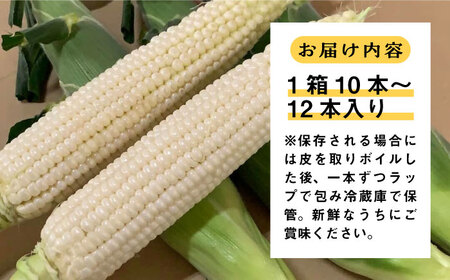 【先行予約】田村農産の白トウモロコシ 10?12本入り（2026年6月中旬以降順次発送）【田村農産】《豊前市》野菜 とうもろこし スイートコーン [VBE001]