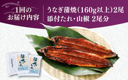 【全2回定期便】福岡県産 うなぎ 蒲焼 大2尾　合計 320 g（1尾あたり 160g以上）《豊前市》【福岡養鰻】 国産 うなぎ 大 [VAD034]