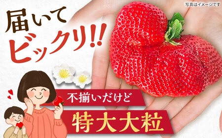 【先行予約】【1~4月発送】農家直送 大玉 大粒あまおう[VAB023]あまおう