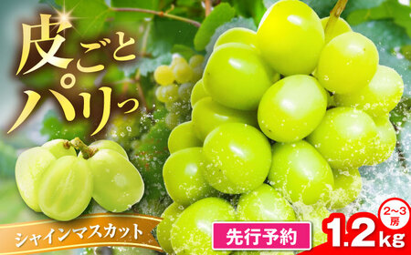 【2026年8月中旬より順次発送】新鮮シャインマスカット 1.2kg（2-3房）《豊前》【トヨマエフルーツ】[VEL001]