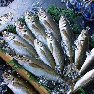 程よい塩加減アジとイワシ干物セットB【001-0314】