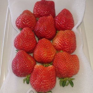 【2026年先行予約】春のあまおう(G規格以上4パック)【044-0064】