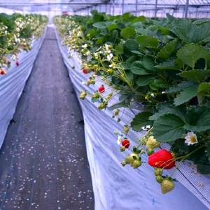 【2026年先行予約】春のあまおう(G規格以上4パック)【044-0064】