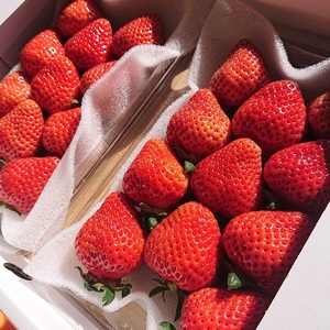 【2026年先行予約】【3回定期便】あまおう贅沢セット(生いちご、冷凍、ジェラート)【044-0065】