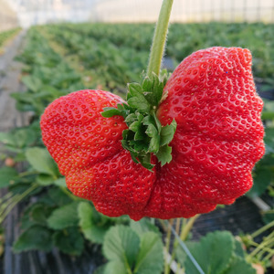 【2026年先行予約】【3回定期便】厳選大粒あまおう(約250-270gx2パック)【044-0071】