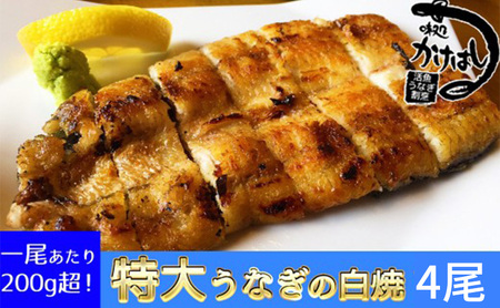 心に染みる「かけはし」の味 特大 うなぎの白焼き 4尾 鰻