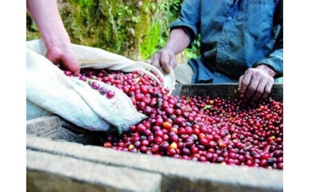 珈琲 世界最高峰の一つ ラ・エスメラルダ ゲイシャ 100g×2 Morrow珈琲  豆