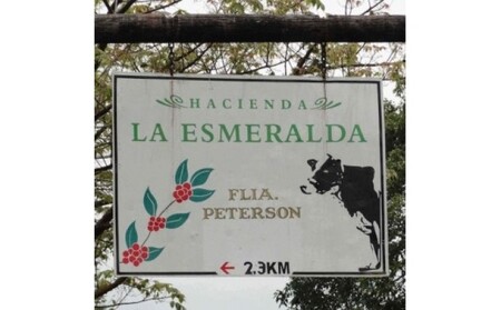 珈琲 世界最高峰の一つ ラ・エスメラルダ ゲイシャ 100g×2 Morrow珈琲  粉