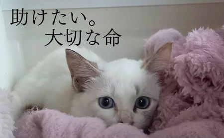 珈琲 さくらねこサポートOGORI 保護猫活動を応援！ コーヒー豆 100g×2袋 コーヒー 飲料 