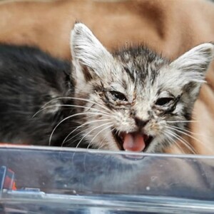 ペット さくらねこ アルダー製 陶器 フードボウル スタンド 2皿 