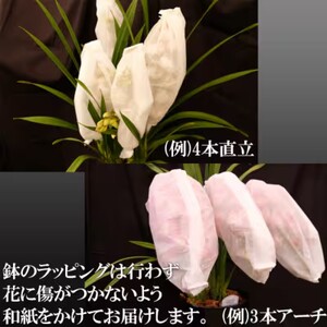 洋ラン シンビジウム (2本立て) アーチタイプ 草場農園 蘭 花 お花 ※配送不可：北海道