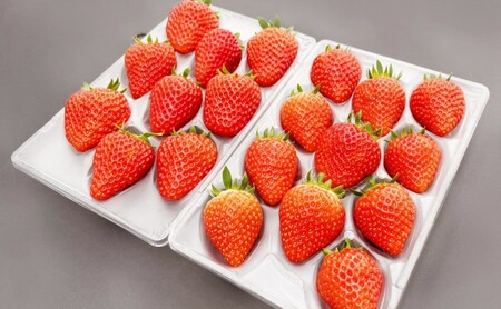 いちご ギフトに最適 いただきいちご園の食べ比べ セット 厳選 2品種 化粧箱入り ギフト 贈り物 贈答用 果物 デザート