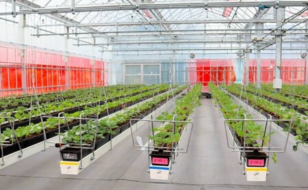 いちご ギフトに最適 いただきいちご園の食べ比べ セット 厳選 2品種 化粧箱入り ギフト 贈り物 贈答用 果物 デザート